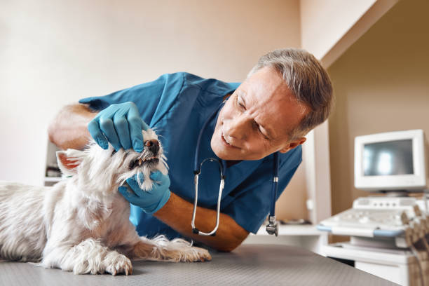 Best 24-Hour Emergency Dental Care in High Rolls, NM